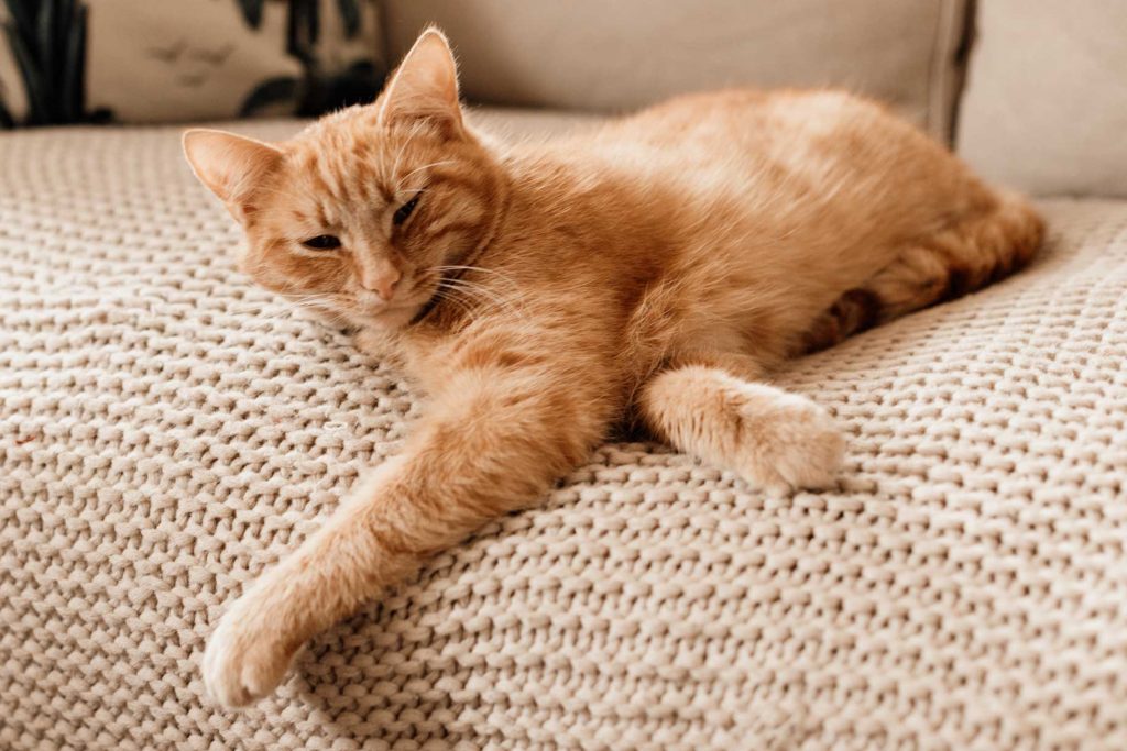 Photographe grossesse famille normandie